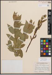 Foto von Salix cordata Michx.